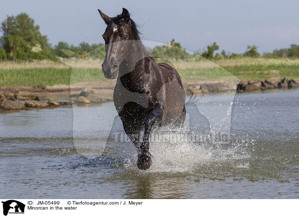 Menorquiner im Wasser / Minorcan in the water / JM-05499