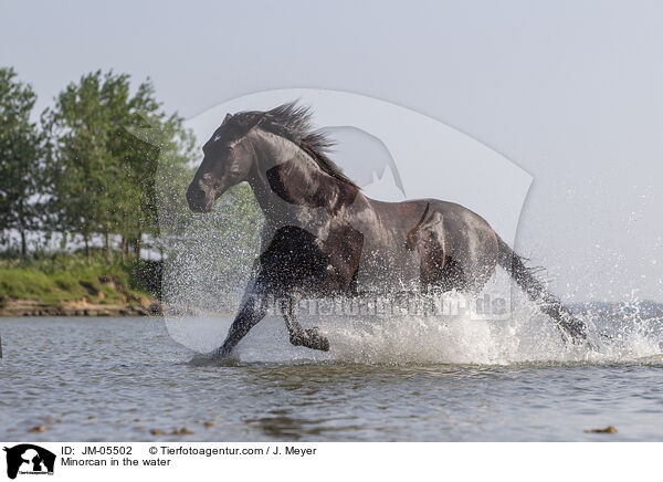 Minorcan in the water / JM-05502