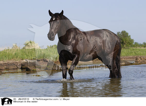 Menorquiner im Wasser / Minorcan in the water / JM-05510