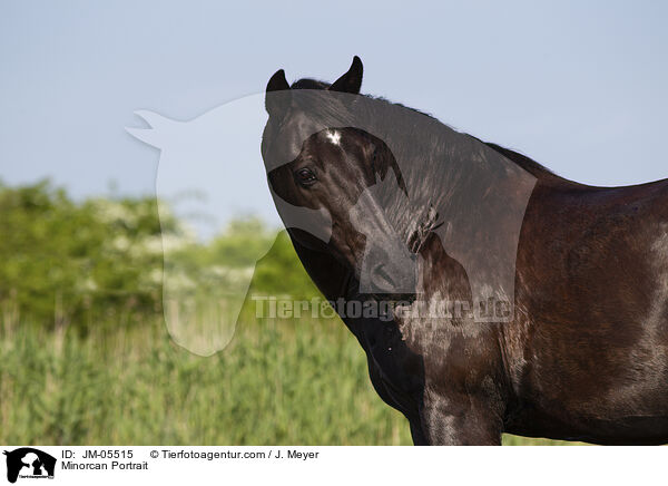 Minorcan Portrait / JM-05515