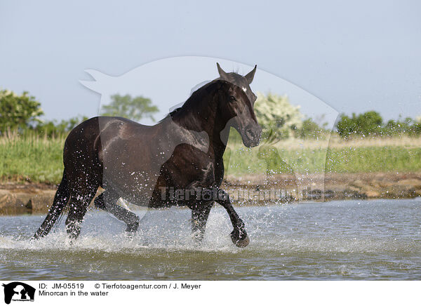 Minorcan in the water / JM-05519