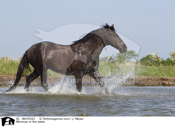 Menorquiner im Wasser / Minorcan in the water / JM-05522