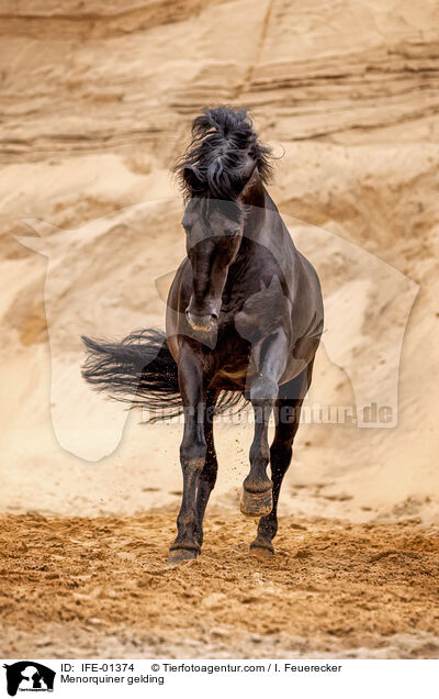 Menorquiner Wallach / Menorquiner gelding / IFE-01374