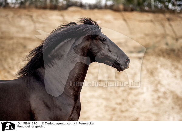 Menorquiner Wallach / Menorquiner gelding / IFE-01376