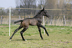 black horse