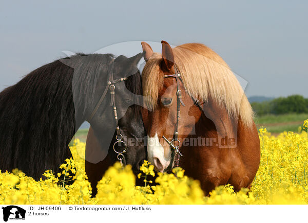 2 Pferde / 2 horses / JH-09406
