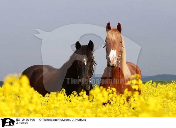 2 Pferde / 2 horses / JH-09408