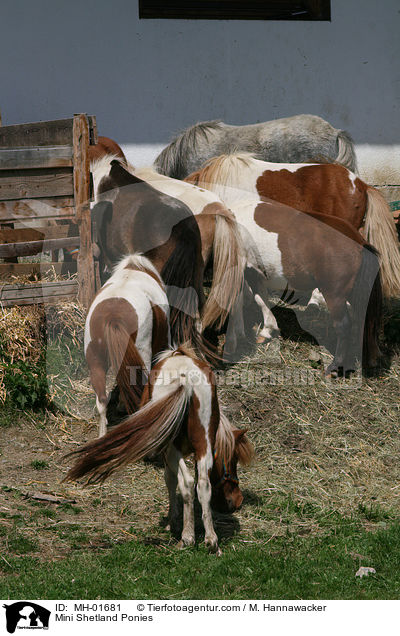 Mini Shetland Ponies / Mini Shetland Ponies / MH-01681