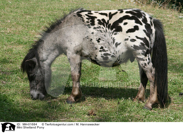 Mini Shetland Pony / Mini Shetland Pony / MH-01684