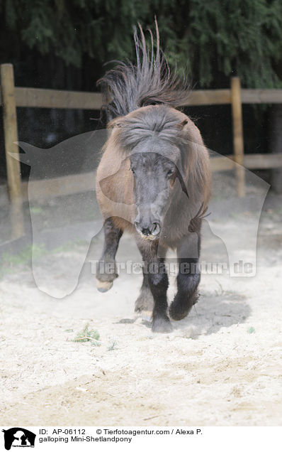 galloping Mini-Shetlandpony / AP-06112