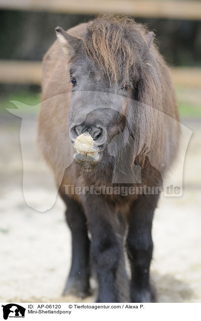 Mini-Shetlandpony / Mini-Shetlandpony / AP-06120