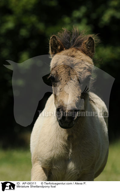 Mini-Shetlandpony Fohlen / Miniature Shetlandpony foal / AP-06311