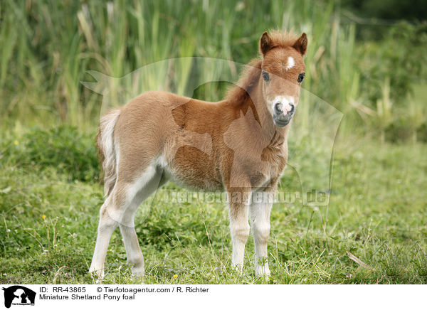 Miniature Shetland Pony foal / RR-43865