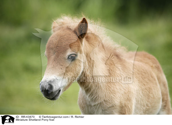 Mini Shetland Pony Fohlen / Miniature Shetland Pony foal / RR-43870