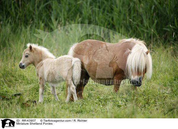 Mini Shetland Ponies / Miniature Shetland Ponies / RR-43907