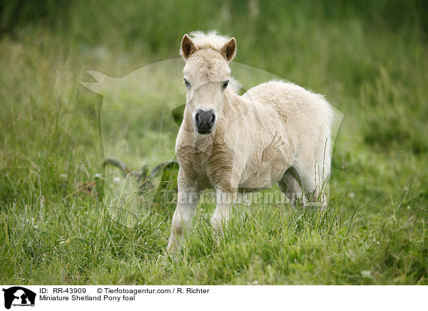 Miniature Shetland Pony foal / RR-43909