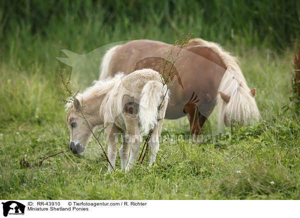 Mini Shetland Ponies / Miniature Shetland Ponies / RR-43910