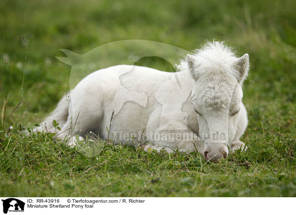 Mini Shetland Pony Fohlen / Miniature Shetland Pony foal / RR-43916