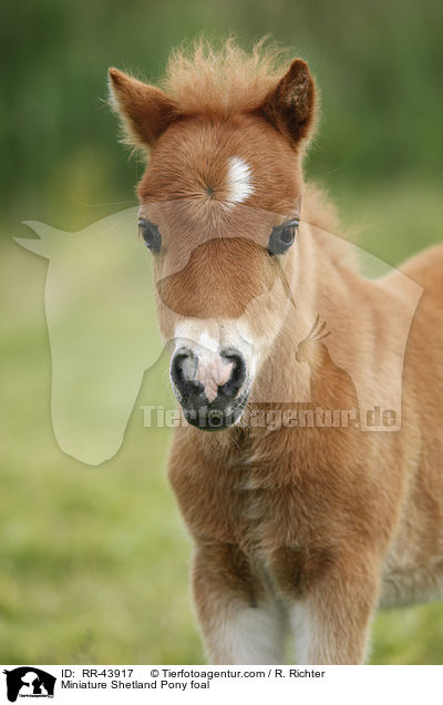 Miniature Shetland Pony foal / RR-43917