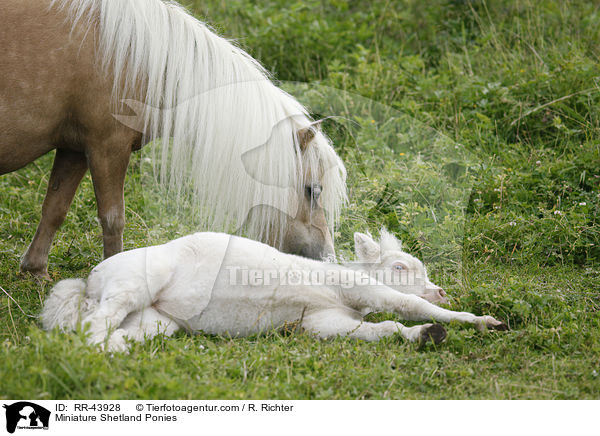 Mini Shetland Ponies / Miniature Shetland Ponies / RR-43928