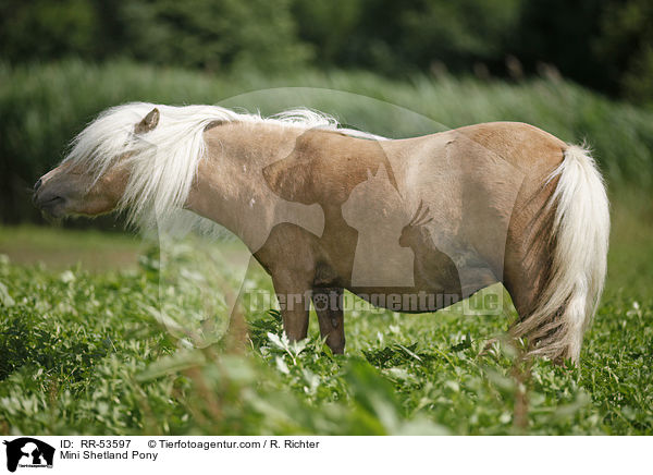 Mini Shetland Pony / Mini Shetland Pony / RR-53597