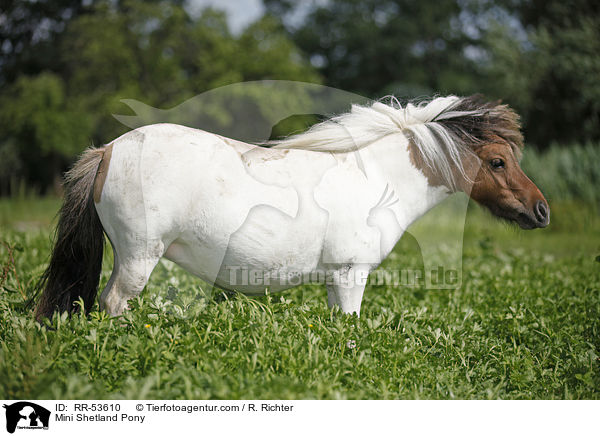 Mini Shetland Pony / Mini Shetland Pony / RR-53610