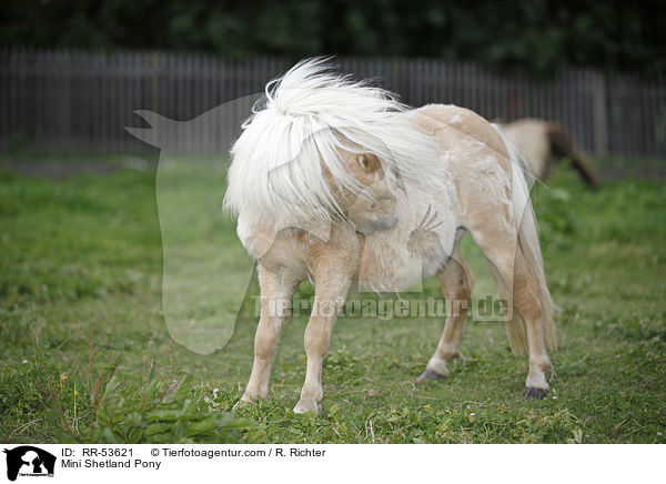Mini Shetland Pony / Mini Shetland Pony / RR-53621