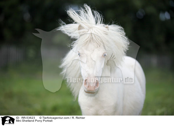 Mini Shetland Pony Portrait / Mini Shetland Pony Portrait / RR-53623
