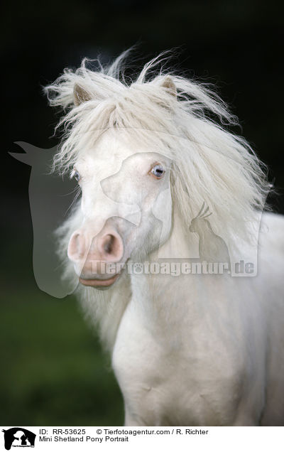 Mini Shetland Pony Portrait / Mini Shetland Pony Portrait / RR-53625