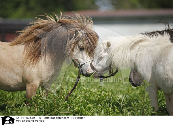 Mini Shetland Ponies / Mini Shetland Ponies / RR-53629