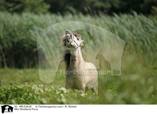 flehmendes Mini Shetland Pony / Mini Shetland Pony / RR-53636