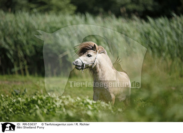 Mini Shetland Pony / Mini Shetland Pony / RR-53637