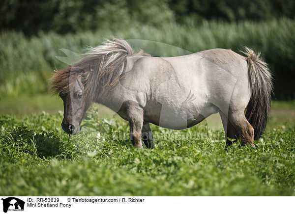 Mini Shetland Pony / RR-53639