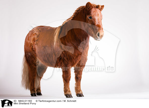 Mini Shetland Pony / MAS-01160