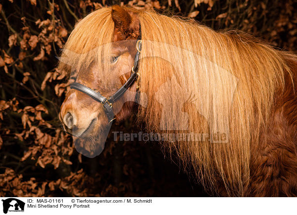 Mini Shetland Pony Portrait / MAS-01161
