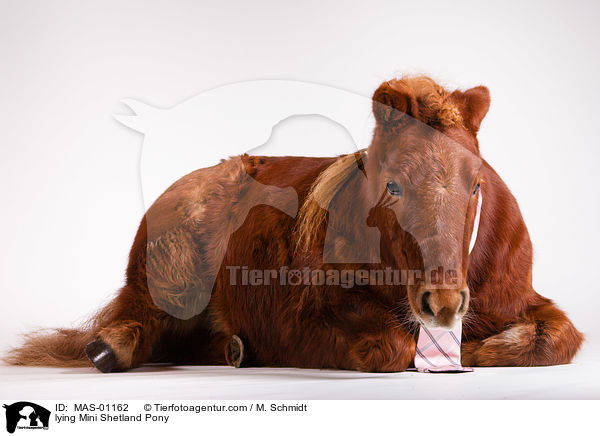 lying Mini Shetland Pony / MAS-01162