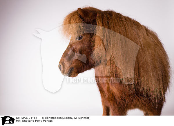 Mini Shetland Pony Portrait / MAS-01167
