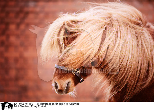 Mini Shetland Pony Portrait / MAS-01169