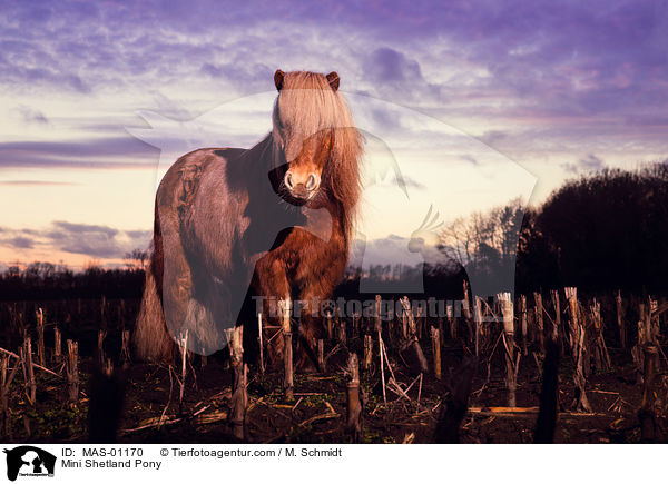 Mini Shetlandpony / Mini Shetland Pony / MAS-01170