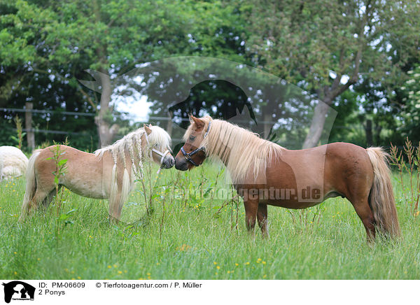 2 Ponys / 2 Ponys / PM-06609