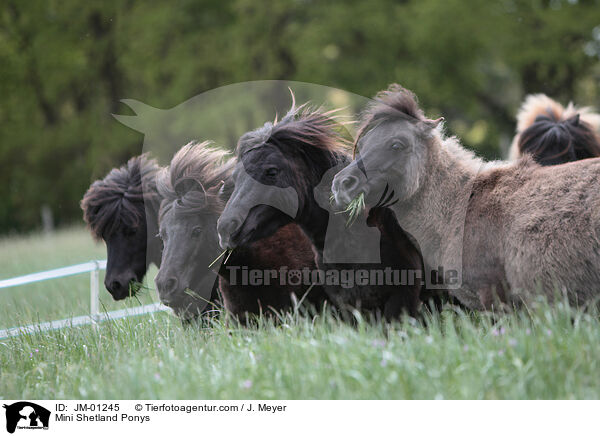 Mini Shetlandponys / Mini Shetland Ponys / JM-01245