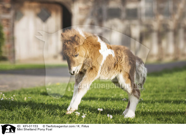 Mini Shetlandpony Fohlen / Mini Shetland Pony Foal / KFI-01153
