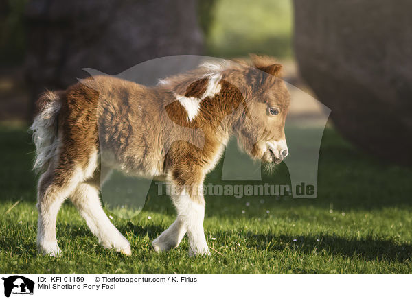Mini Shetlandpony Fohlen / Mini Shetland Pony Foal / KFI-01159