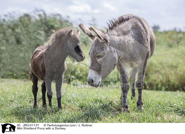 Mini Shetlandpony mit Esel / JRO-01137