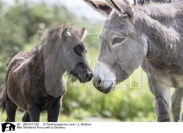Mini Shetlandpony mit Esel / Mini Shetland Pony with a Donkey / JRO-01138