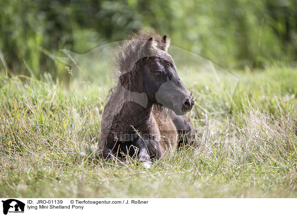 liegendes Mini Shetlandpony / lying Mini Shetland Pony / JRO-01139