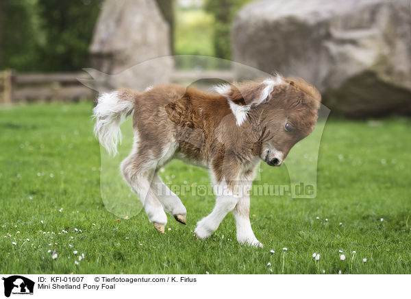 Mini Shetlandpony Fohlen / Mini Shetland Pony Foal / KFI-01607