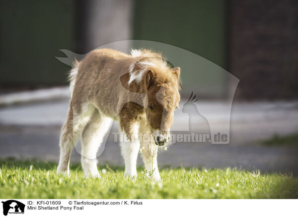 Mini Shetlandpony Fohlen / Mini Shetland Pony Foal / KFI-01609
