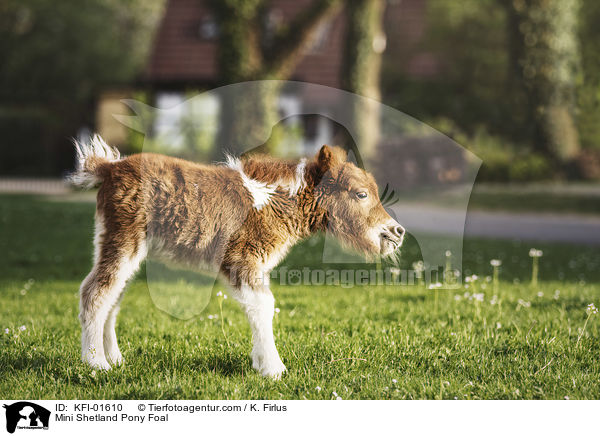 Mini Shetlandpony Fohlen / Mini Shetland Pony Foal / KFI-01610