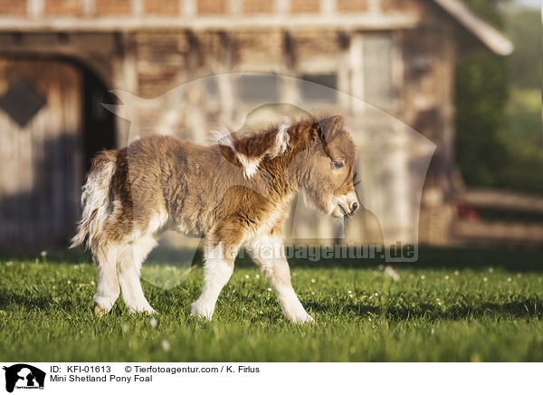 Mini Shetlandpony Fohlen / Mini Shetland Pony Foal / KFI-01613